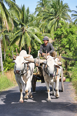 paysans Sulawesi Nord