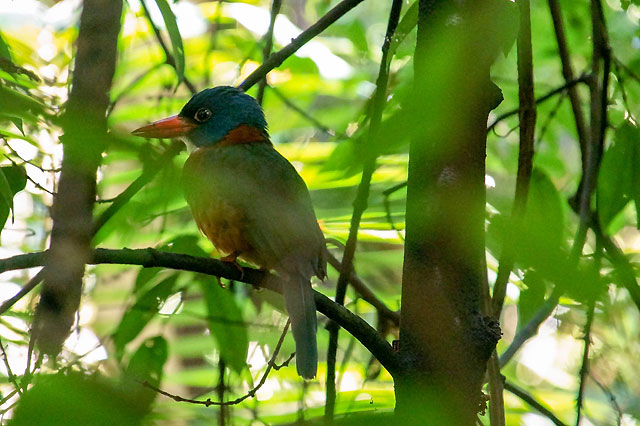 oiseau Sulawesi Nord