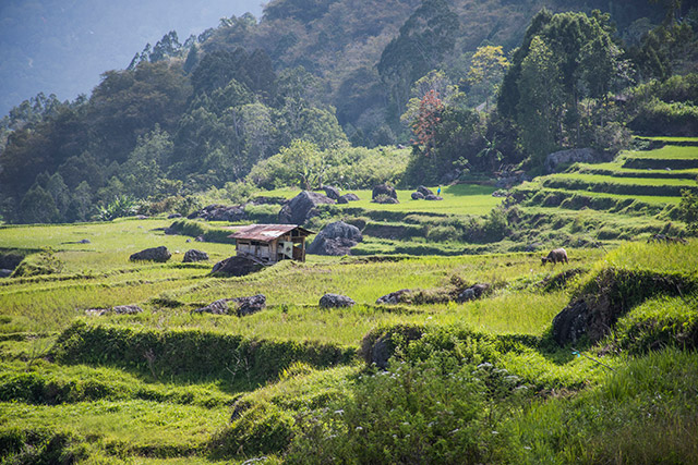 Sulawesi Toraja