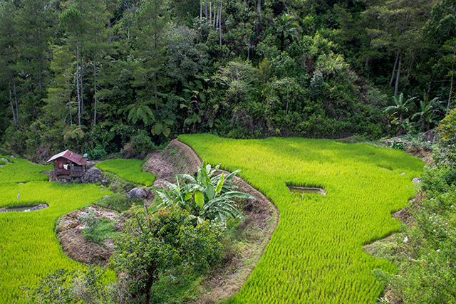 Sulawesi Toraja