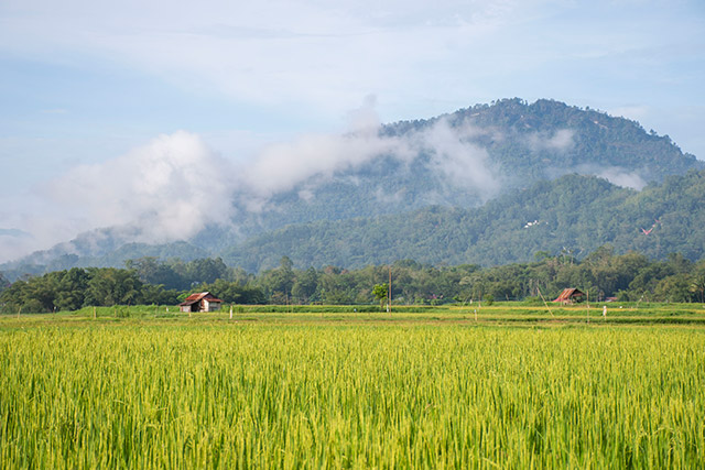 Sulawesi Toraja