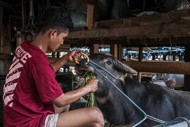 Sulawesi Toraja