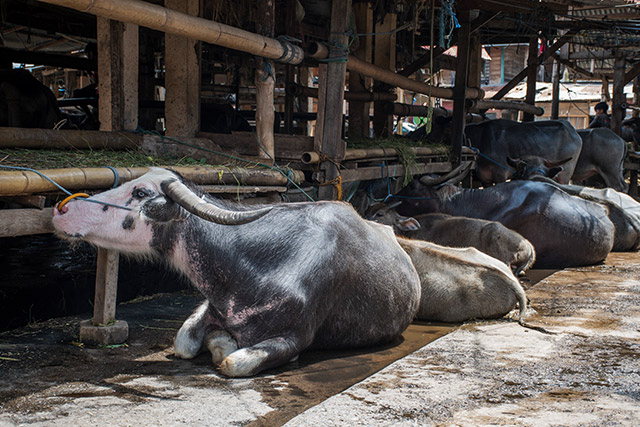 Sulawesi Toraja