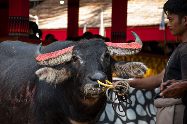 Sulawesi Toraja