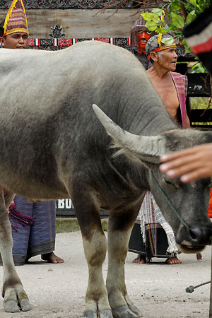 Sumatra Pays Batak