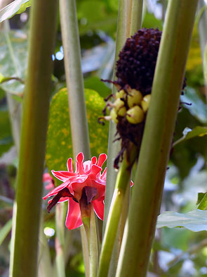 Sumatra Mentawai