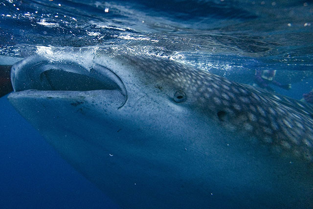 sumbawa requins baleines 