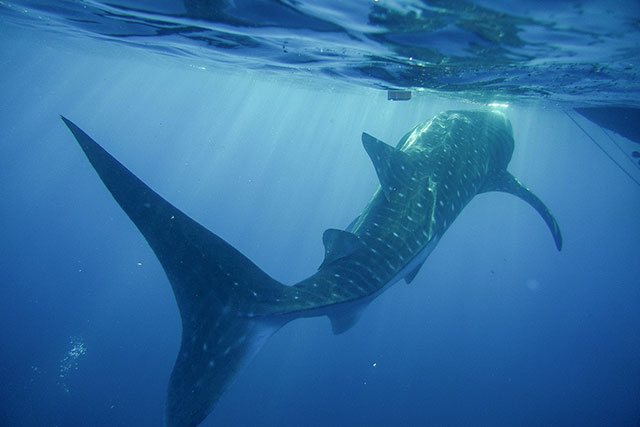 sumbawa requins baleines 