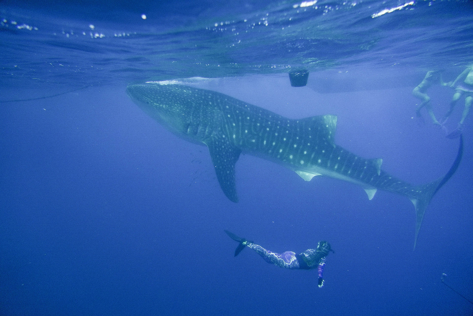 sumbawa requins baleines 