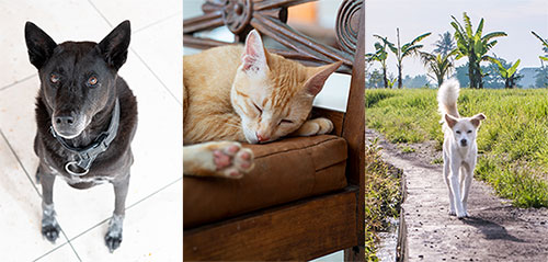 Equipe Bali Autrement