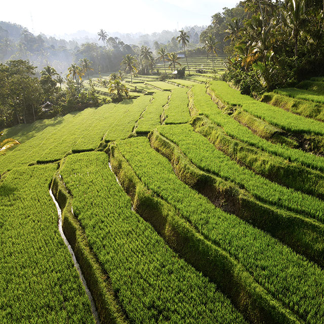 Voyage plongée à Bali 