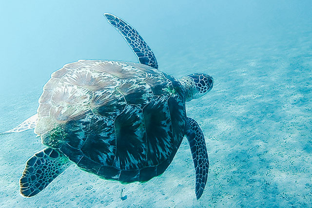 Voyage plongée Bali 