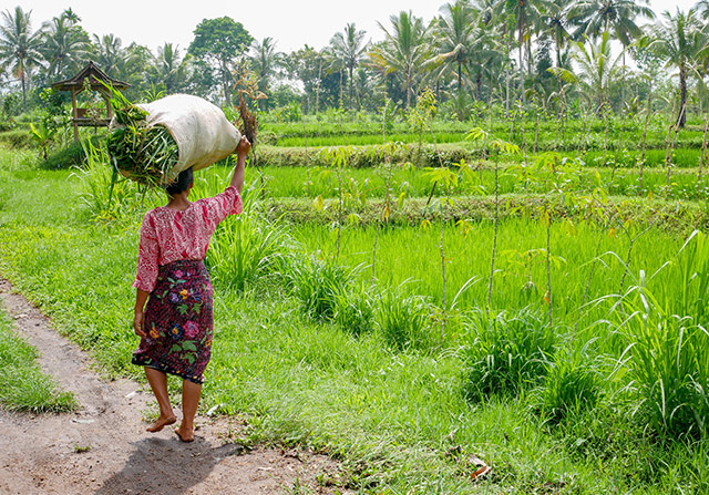 rizières lombok 
