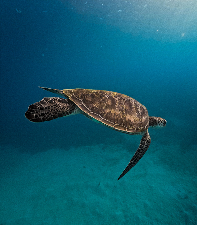 Voyage entre filles sulawesi 