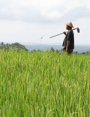 paysan dans les rizières de bali