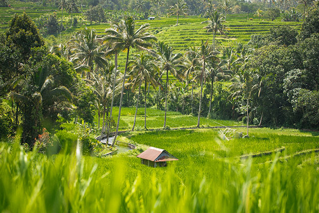 vtt Bali