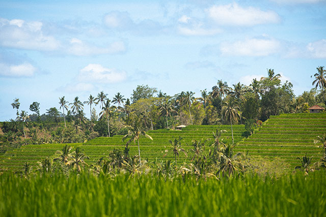 vtt Bali