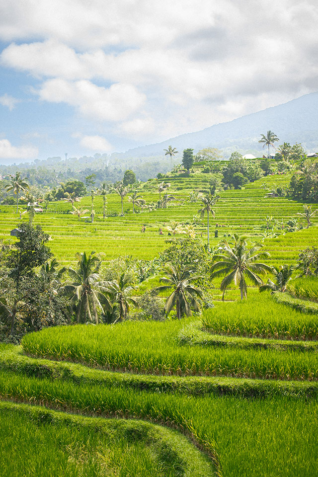 vtt Bali